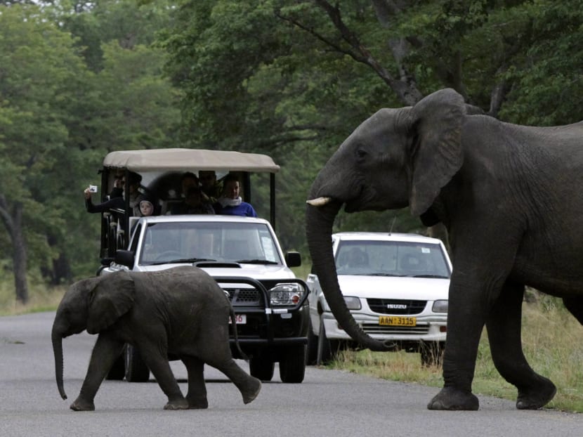 Visitors look on as an elephant and calf cross a road inside Zimbabwe's Hwange National Park. Photo: Reuters