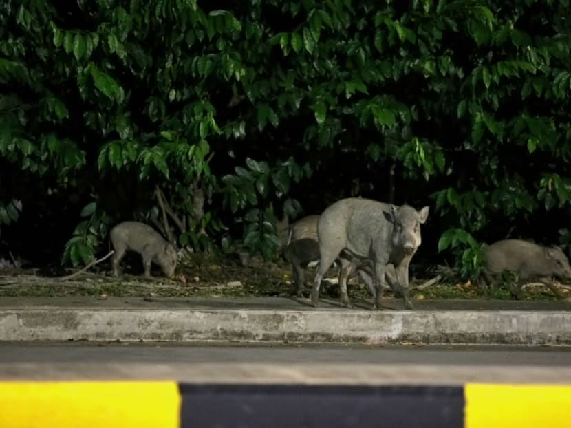 8 people who fed wild boars at Lorong Halus charged under stricter Wildlife Act, another 11 to be charged: NParks 8 people who fed wild boars at Lorong Halus charged under stricter Wildlife Act, another 11 to be charged: NParks