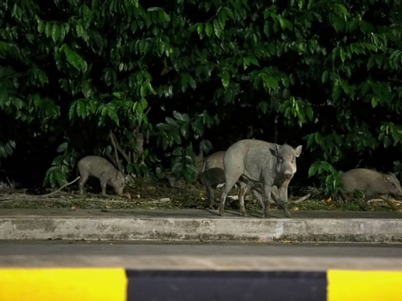 Illegal feeding may lead to situations where wild boars pose a safety hazard to the public and thus need to be relocated or culled humanely.