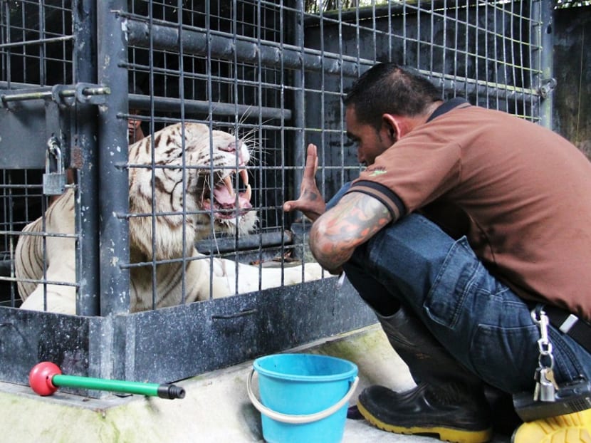 Ageing white tiger Omar undergoes health check