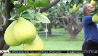 How Taiwan's pomelo farmers are coping with China's import ban | Video