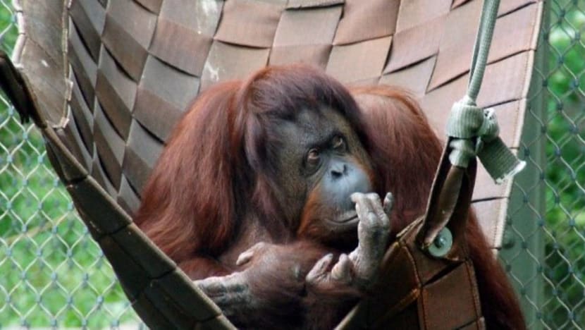SCDF old firefighting hoses to be used to furnish new habitat for Sumatran Orangutans