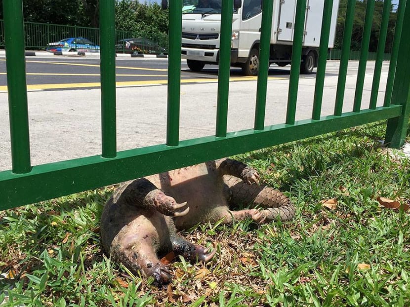 The carcass of the dead pangolin found at Mandai. Photo: Lee Kong Chian Natural History Museum/Facebook