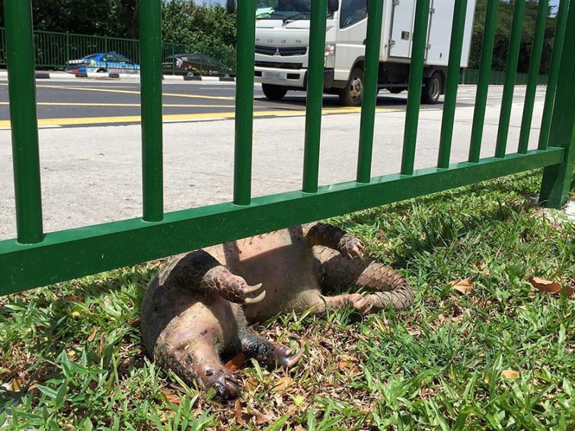 The carcass of the dead pangolin found at Mandai. Photo: Lee Kong Chian Natural History Museum/Facebook The carcass of the dead pangolin found at Mandai. Photo: Lee Kong Chian Natural History Museum/Facebook