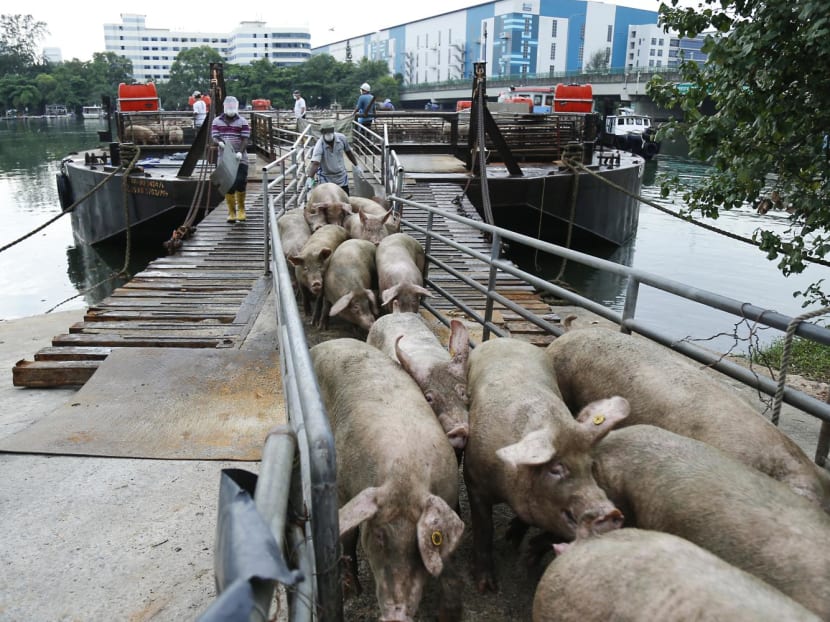 A file photo of pigs from arriving from Bulan Island, Indonesia in May 2017.