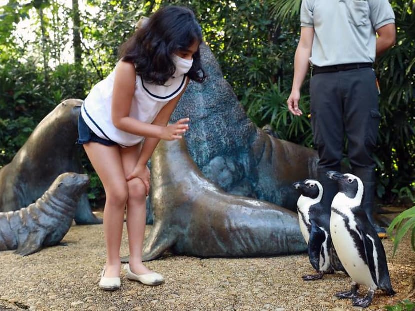 You can help out and adopt a sloth, penguins and even a sea lion from the Singapore Zoo