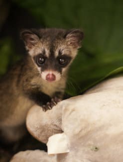 Seen more civets in your neighbourhood recently? Experts say it could be a good thing