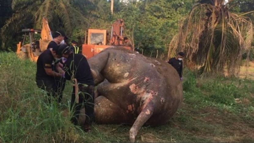 Malaysia arrests six, seizes guns over elephant killing Malaysia arrests six, seizes guns over elephant killing