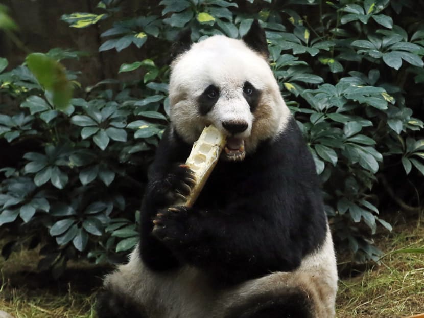 Giant panda Jia Jia eats bamboo next to her birthday cake made with ice and vegetables at Ocean Park in Hong Kong, Tuesday, July 28, 2015 as she celebrates her 37-year-old birthday. AP file photo
