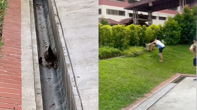 两小鸡掉水沟 好心居民齐心出手相救获赞