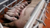 Analysis:China's big pig breeders dig in as losses and debts mount