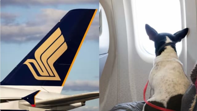 新航修改条例 明年4月起情感支持犬禁同主人搭飞机