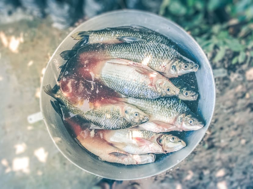 River pollutants are turning fish in Malaysian rivers “gay” and even “transsexual” by changing their hormones which, in turn, affect their sex, according to an expert. River pollutants are turning fish in Malaysian rivers “gay” and even “transsexual” by changing their hormones which, in turn, affect their sex, according to an expert.