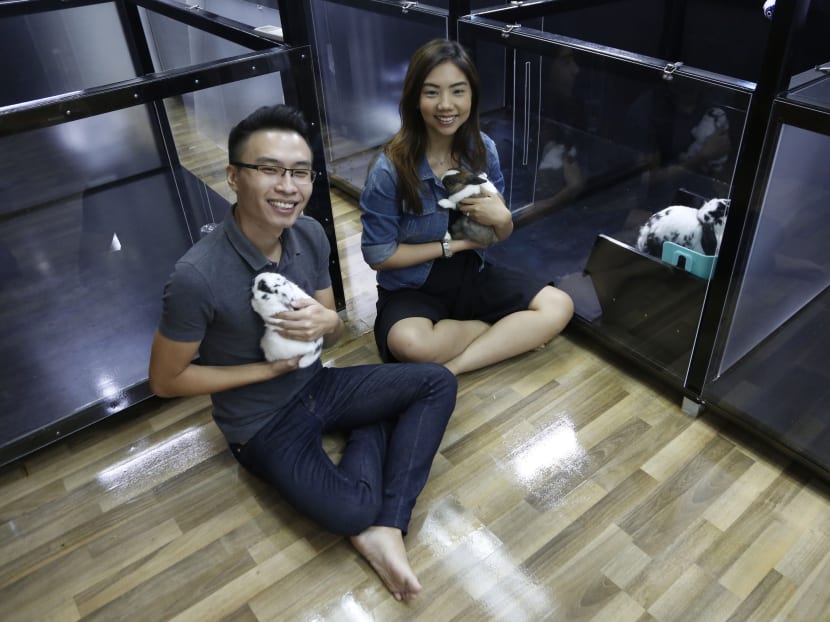 Mr Adrian Chua and Ms Rachel Sio came up with an idea to set up a small animal boarding service which opened last month. The rabbit enthusiasts decided to start the business after a bad experience with a home boarding service for their pet rabbits. Photo: Raj Nadarajan/TODAY