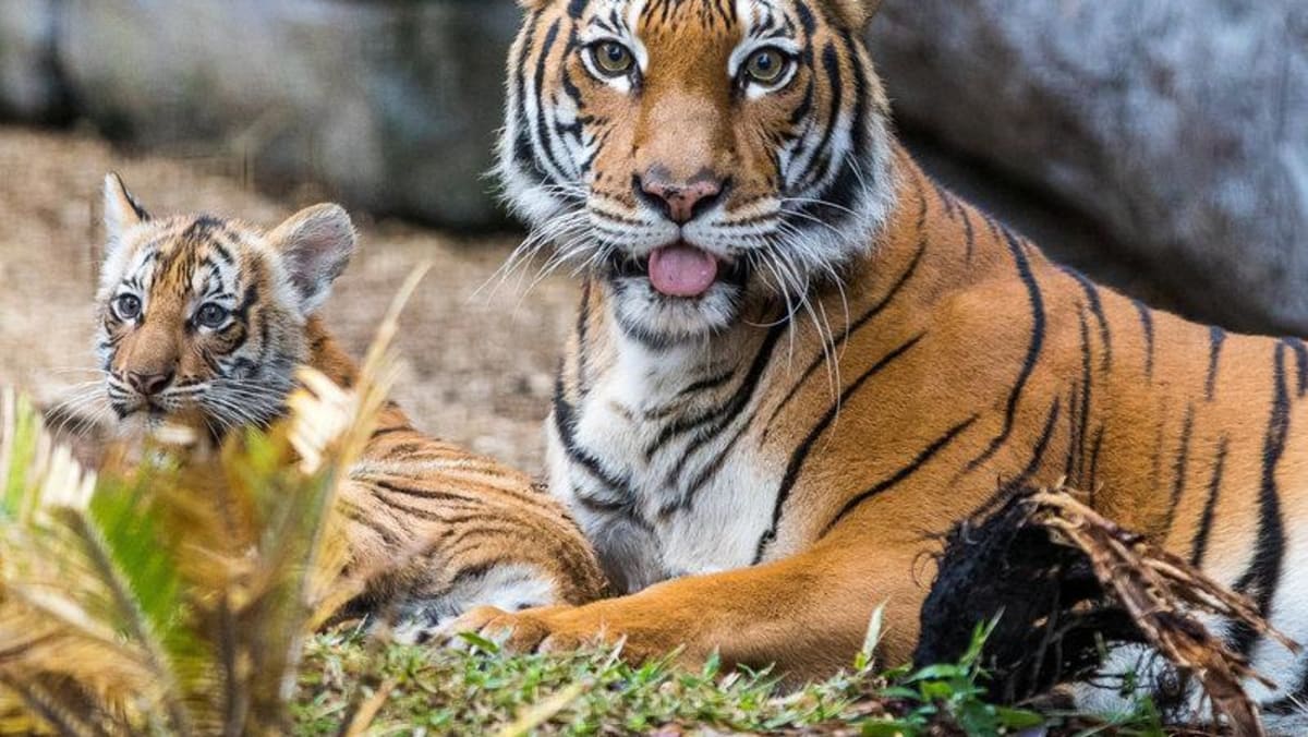 Tigers extinct by 2022? TODAY