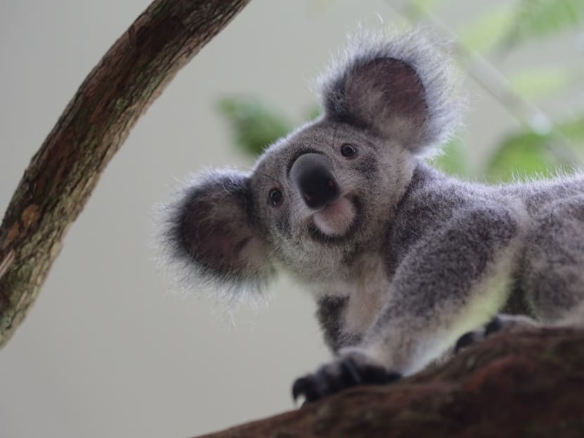 Four female koalas now at Singapore Zoo