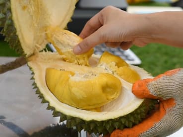 Durians: How to choose them and what to look out for | Interactive 
