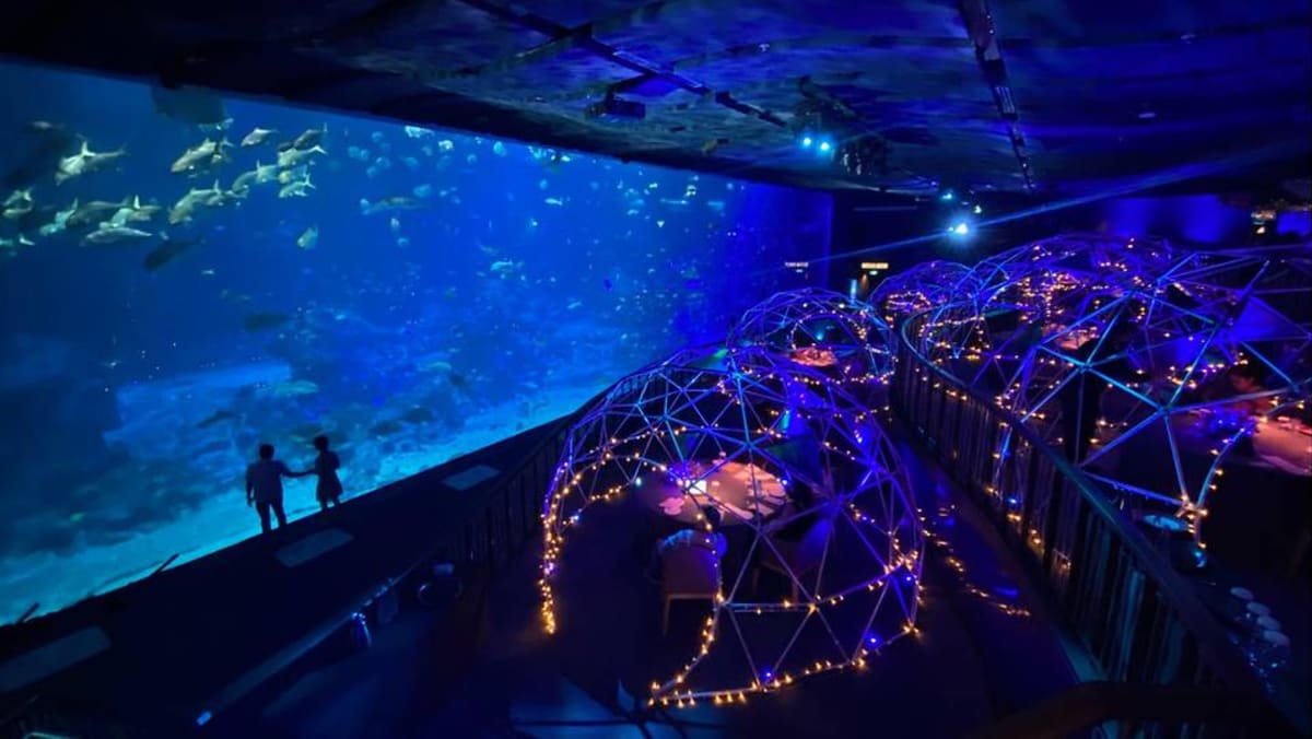 what-it-s-like-to-eat-fish-in-an-aquarium-at-singapore-s-only-underwater-dining-pop-up
