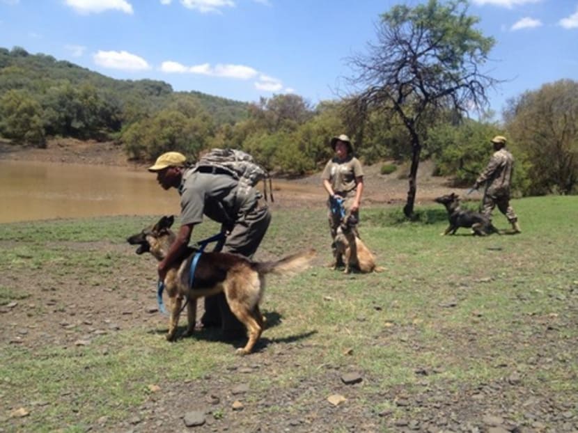 Park rangers demonstrate dog handling skills to fight rhino poachers. Photo: Paramount Group