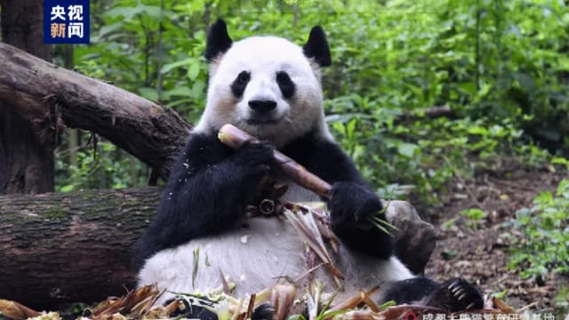 中国网红大熊猫“花花”之母“成功”去世