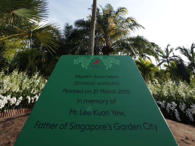 Gardens by the Bay plants tree in memory of Mr Lee Kuan Yew