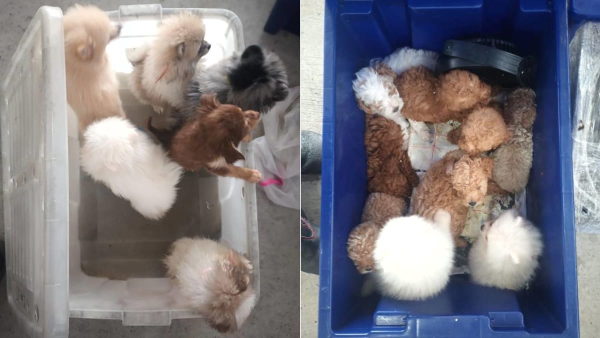 Jail for man who smuggled 26 puppies into Singapore; 19 died - Vimarsana News