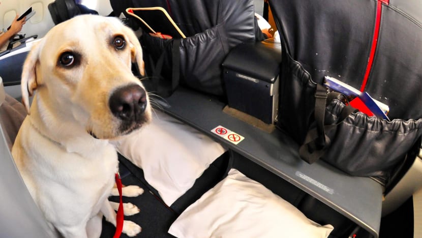 CNA Explains: When are dogs allowed on flights and what can I do if I'm seated next to one? CNA Explains: When are dogs allowed on flights and what can I do if I'm seated next to one?