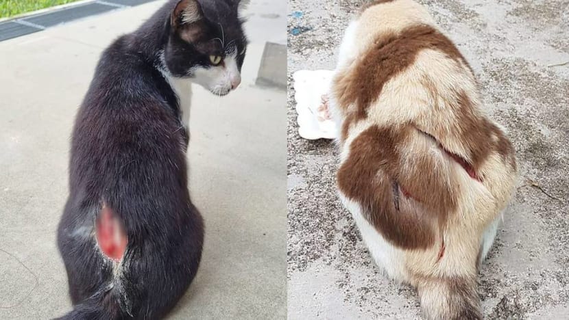 Slash wounds found on several cats in Ang Mo Kio; SPCA appeals for information 