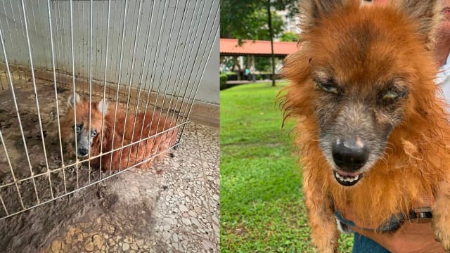 “粪笼”住五年宠物狗 获救后结扎暂住寄养家庭