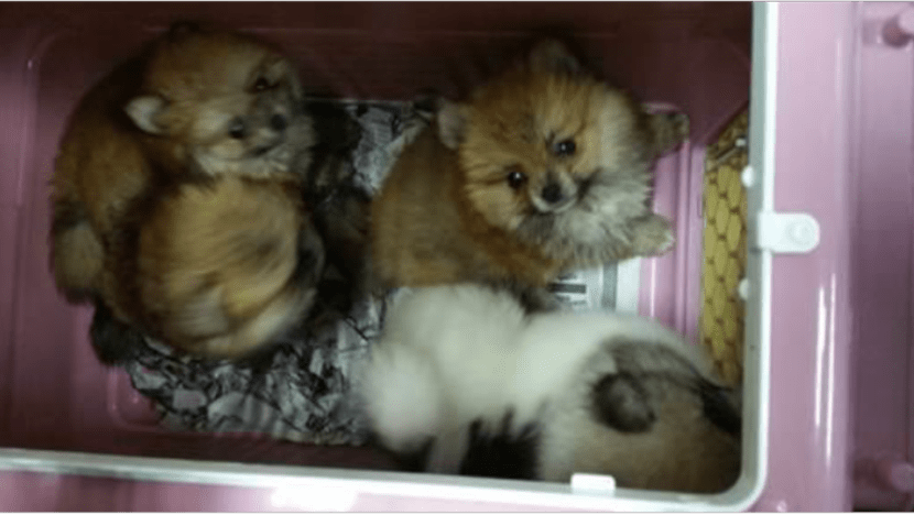 Jail for man involved in failed smuggling attempt that left 11 puppies dead Jail for man involved in failed smuggling attempt that left 11 puppies dead