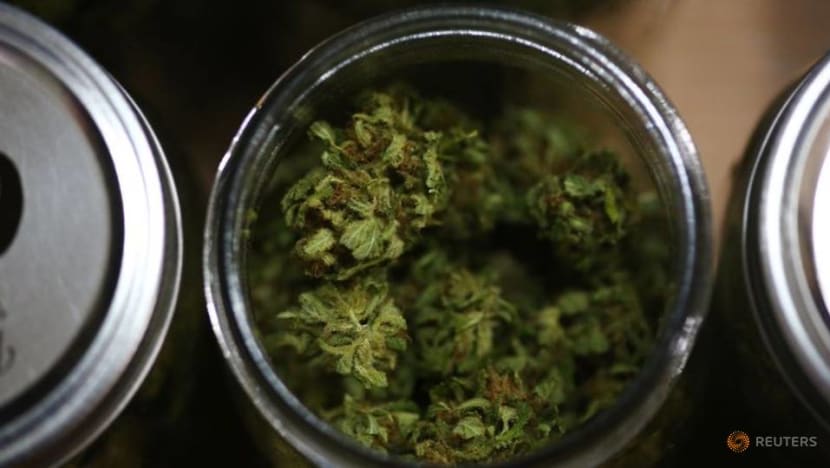 Pot stocks high as Democrats on brink of controlling US Senate Pot stocks high as Democrats on brink of controlling US Senate