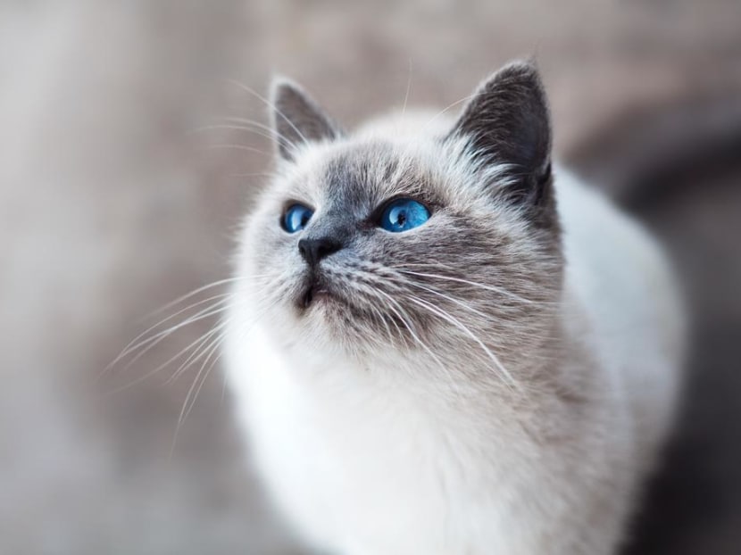 Singapore startup testing drug used to treat cats in race to find Covid-19 cure Singapore startup testing drug used to treat cats in race to find Covid-19 cure