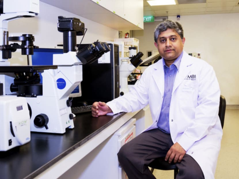 Professor G V Shivashankar’s team is now working on 
fully understanding how mechanical forces can trigger a 
biological response. Photo: Mechanobiology Institute of Singapore