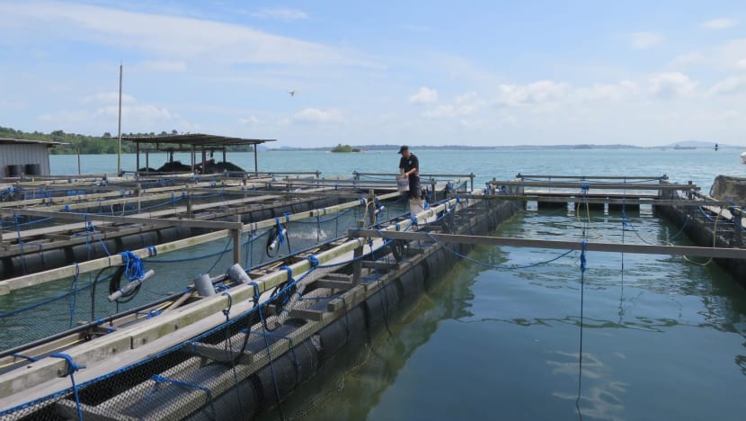 IN FOCUS: As aquaculture booms, what role can small fish farms play in helping Singapore achieve its food security goals? IN FOCUS: As aquaculture booms, what role can small fish farms play in helping Singapore achieve its food security goals?