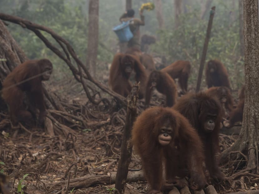 Orangutans walk as haze shrouds the Borneo Orangutan Survival Foundation camp in Nyaru Menteng, Indonesia's Central Kalimantan province, Oct 5, 2015. Photo: Antara Foto via Reuters