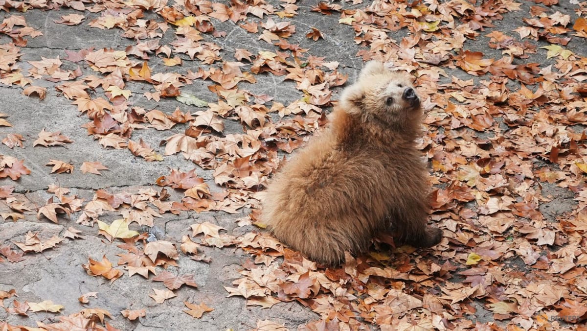 Shanghai bear cub Junjun becomes breakout star