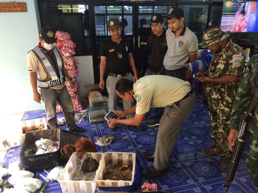 Man stopped on Thai border with orangutans, tortoises, raccoons