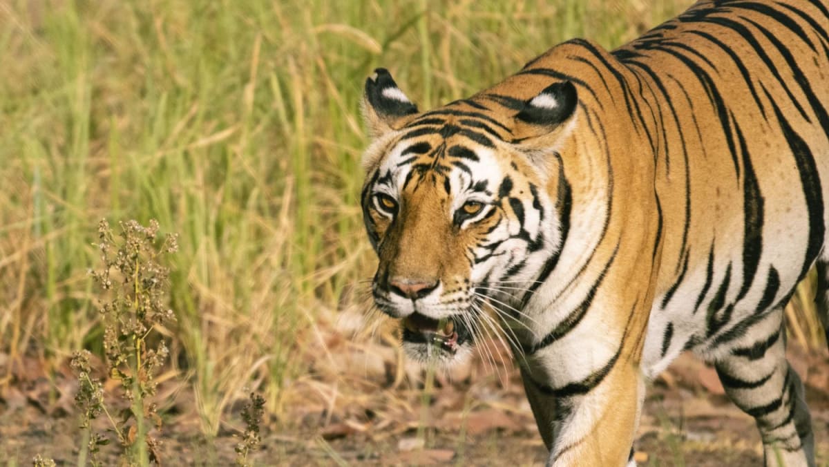 AI of the tiger: Tiny camera 'protects' predator — and people