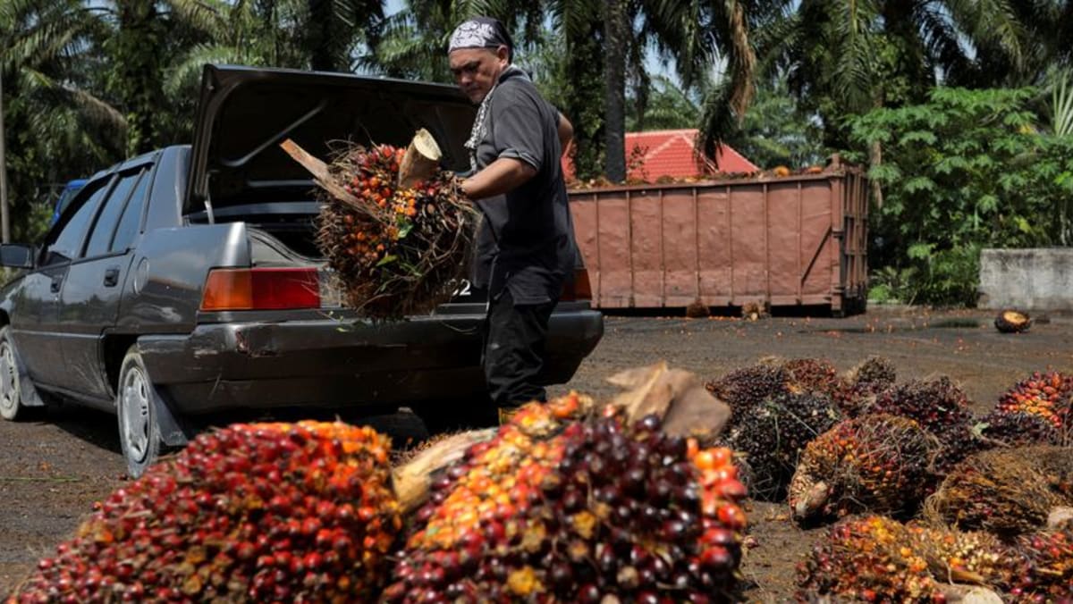 Perusahaan minyak sawit Malaysia mengatakan mereka tidak merekrut pekerja dari Bangladesh karena masalah perekrutan