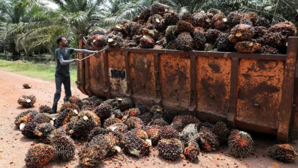 Rats, drought and labour shortages eat into global edible oil recovery