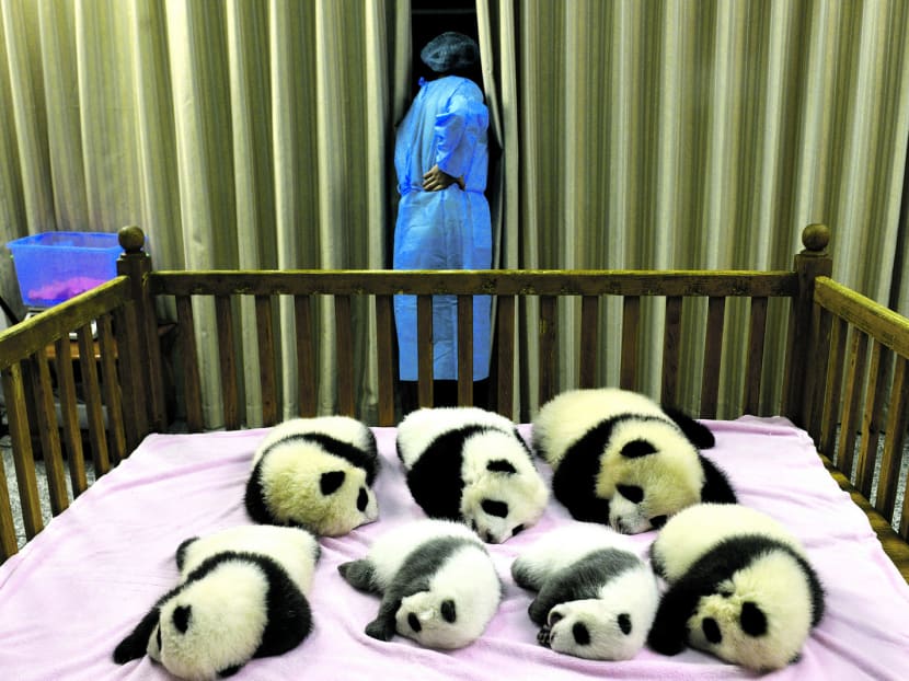 Panda cubs at the Chengdu Panda Base in China’s Sichuan province in 2012. The rise in the number of giant pandas over the past 10 years is a result of successful conservation efforts. Photo: AP