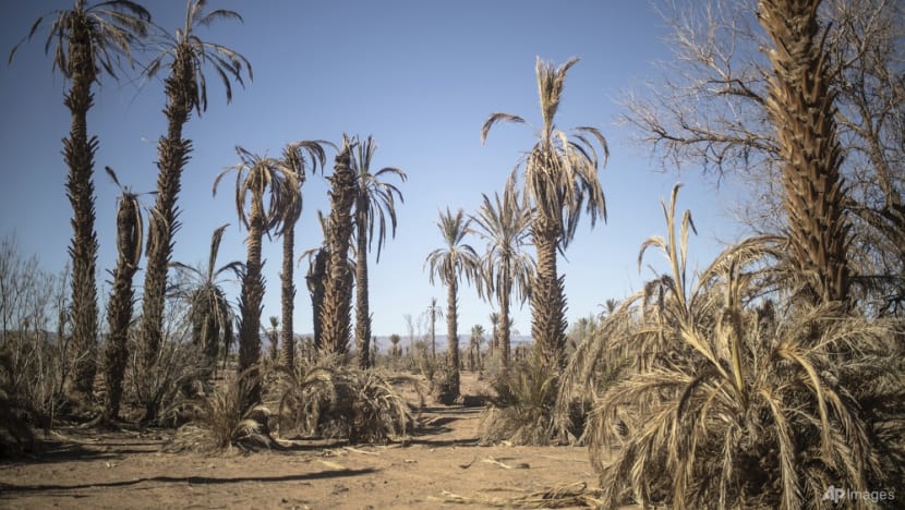 Climate change threatens centuries-old oases in Morocco Climate change threatens centuries-old oases in Morocco