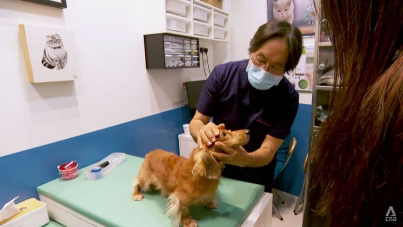 The life of vets: Busier than ever as pet ownership rises, but they can’t ‘walk on water’ The life of vets: Busier than ever as pet ownership rises, but they can’t ‘walk on water’