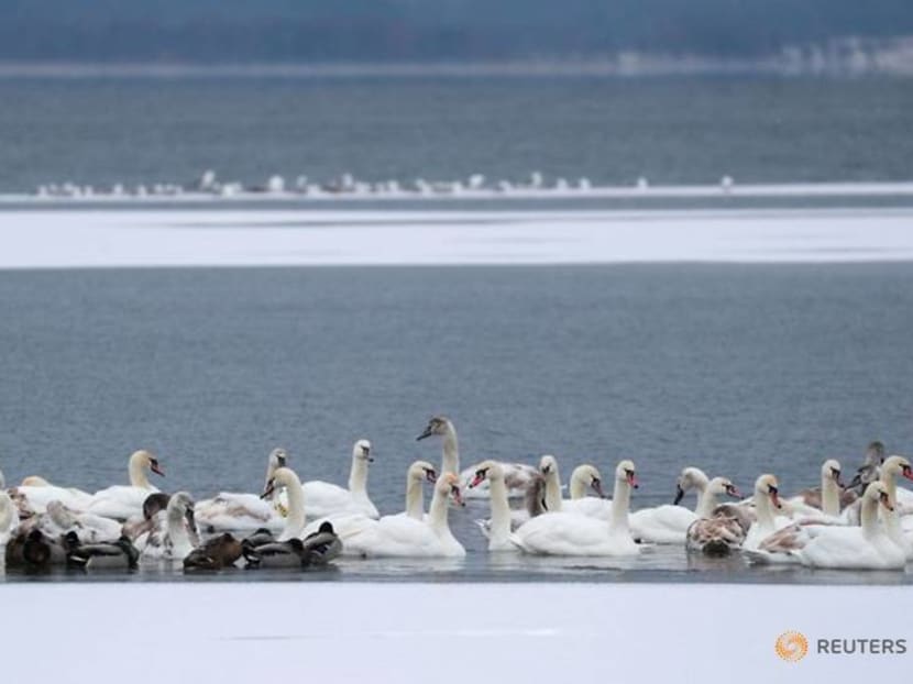 Swans bask in warm waters from Ukrainian nuclear plant during winter freeze Swans bask in warm waters from Ukrainian nuclear plant during winter freeze