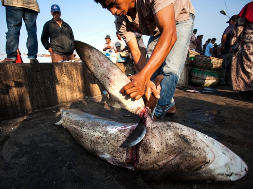 An Indonesian fisherman cuts the fin of a shark in Lampulo fish market in Banda Aceh in Aceh province on March 7, 2013. Photo: AFP