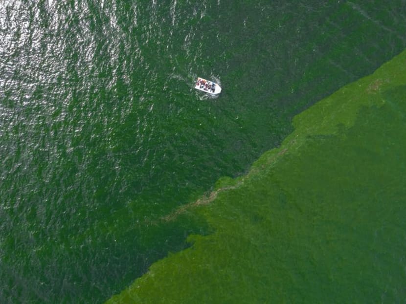 An aerial view of green sea water caused by plankton bloom at Chonburi's coastline, Thailand, on Sept 14, 2023.