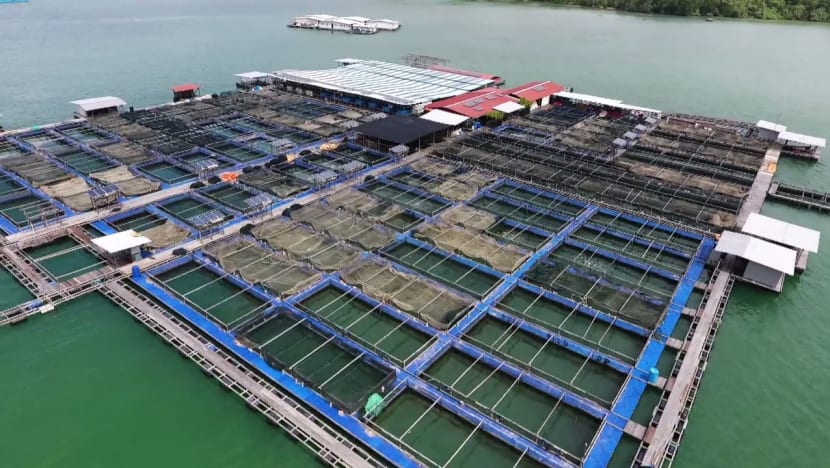 fish farm visit singapore