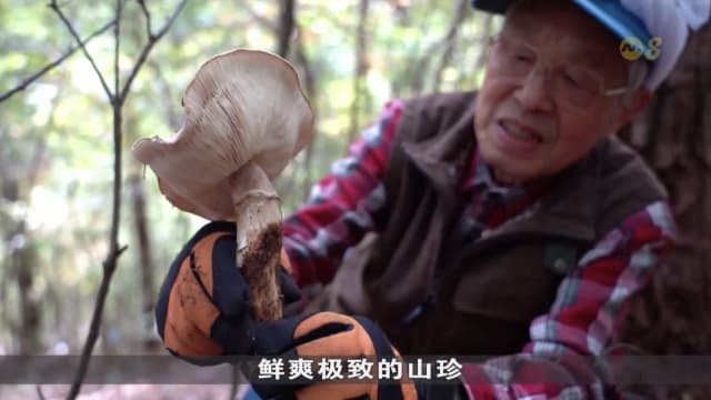 狮城有约 | 地下宝藏：菌中贵族松茸