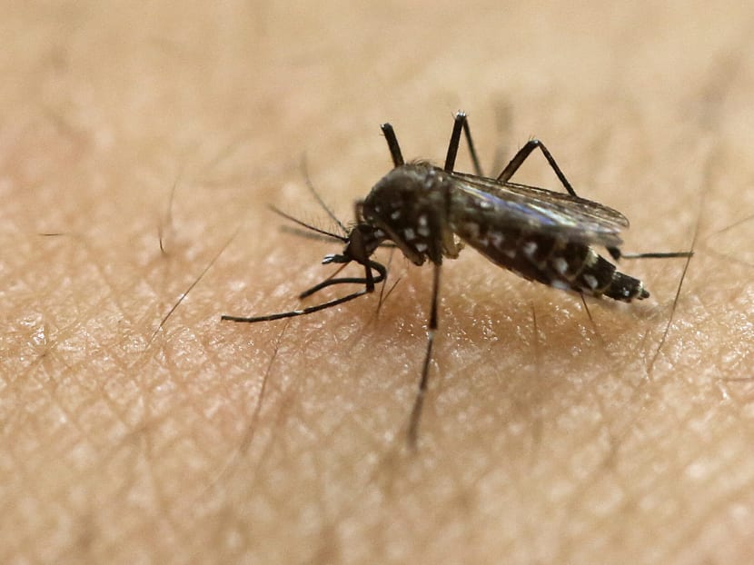 A female Aedes aegypti mosquito, known to be a carrier of the Zika virus, acquires a blood meal on the arm of a researcher at the Biomedical Sciences Institute of Sao Paulo University in Sao Paulo, Brazil. Photo: AP