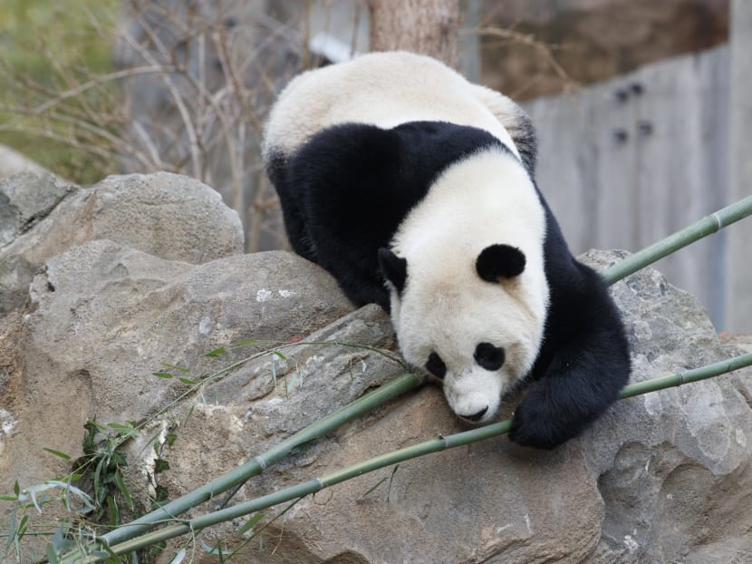 Bao Bao, the beloved 3-year-old panda at the National Zoo in Washington on Feb 21, 2017. Photo: AP